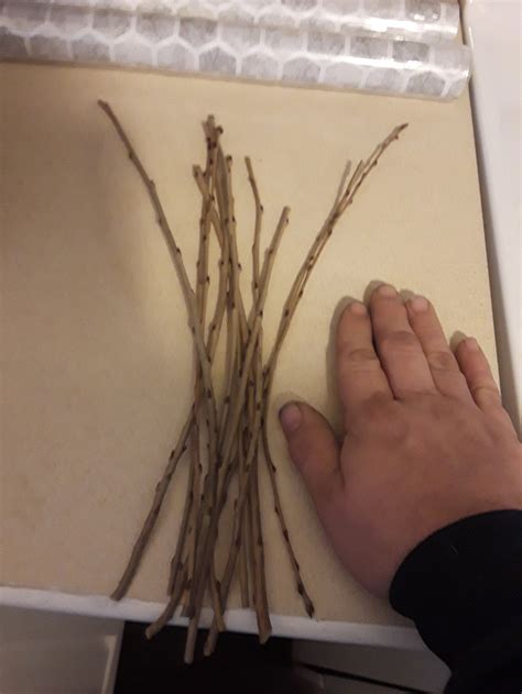 Fresh Weeping Willow Cuttings Live Cuttings Free Shipping Etsy