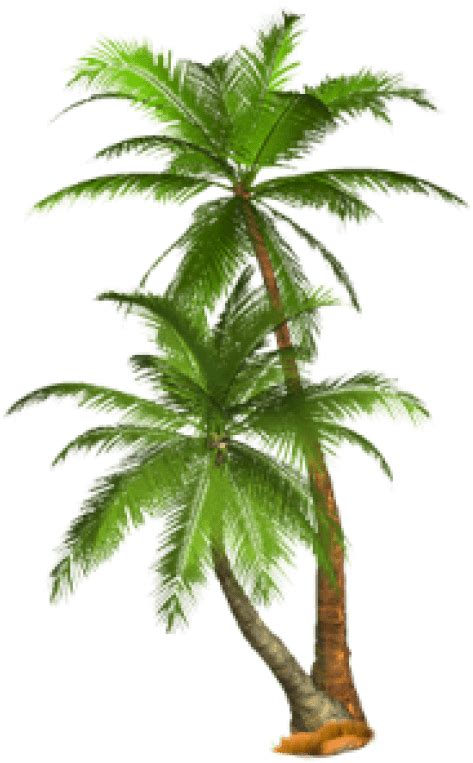 Download Free Png Palm Tree Png Images Transparent Palm Trees