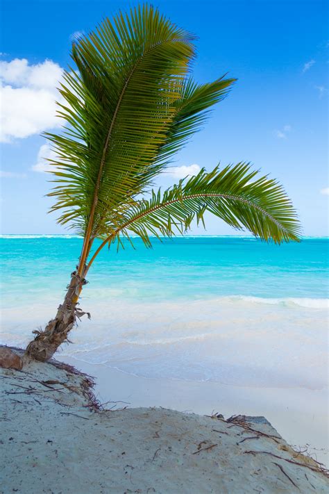 Palm Tree And The Sea Free Stock Photo Public Domain Pictures