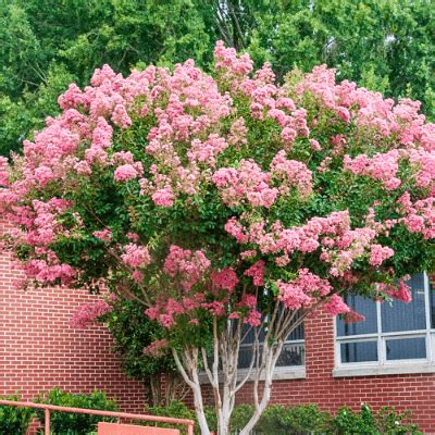 We've selected the very best flowering trees here and you can browse by blossom colour or season of flowering. Trees - The Home Depot