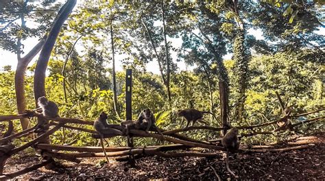 Todo Sobre Monkey Forest 2021 Bosque De Los Monos Bali