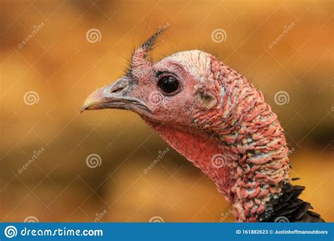Wild Turkey Portrait Close Up Stock Image Image Of Horizontal Turkey