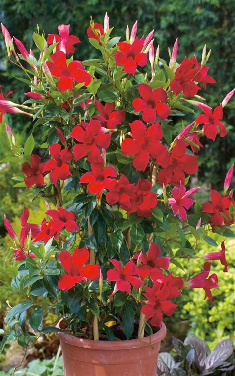 Tammany parish, louisiana, united states. mandevilla vine - Google Search | Container flowers ...