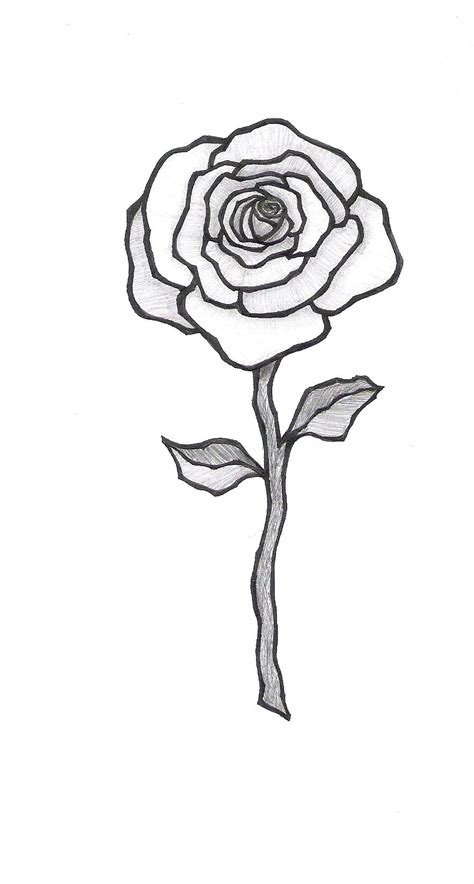 Browse our single stem rose images, graphics, and designs from +79.322 free vectors graphics. Rose With Stem Drawing at GetDrawings | Free download