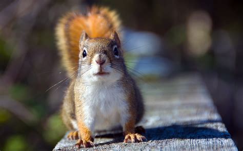 Animals Squirrel Wallpapers Hd Desktop And Mobile