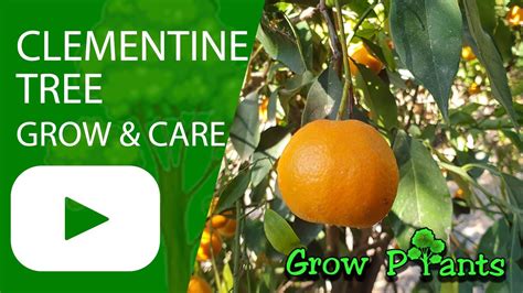 Clementine Tree Grow Care And Harvest Eat A Lot Of Clementines Youtube