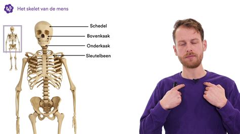 Het Skelet Studygo