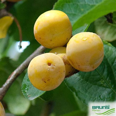 Download 3 ontariopflaume images and stock photos. Prunus domestica 'Ontariopflaume' von Bruns Pflanzen