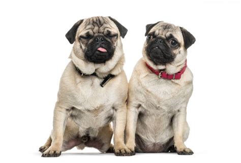 1500 Two Pugs Stock Photos Pictures And Royalty Free Images Istock