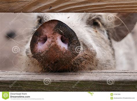 Pink Pig Snout Stock Image Image Of Snout Hairy Close 57967265
