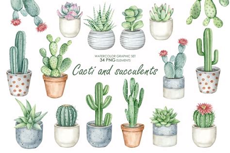 Watercolor Cactus And Succulents Clipart Potted Cactus Png