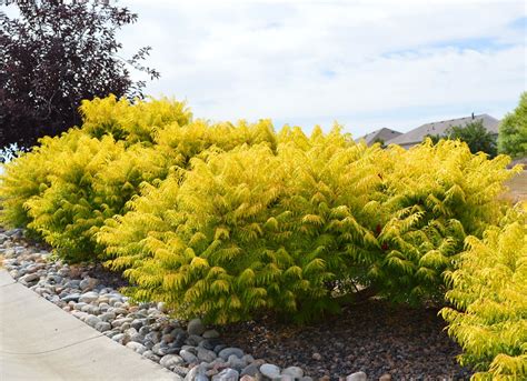 Sumac With Beautiful Yellow Color Plants For Colorado Pinterest