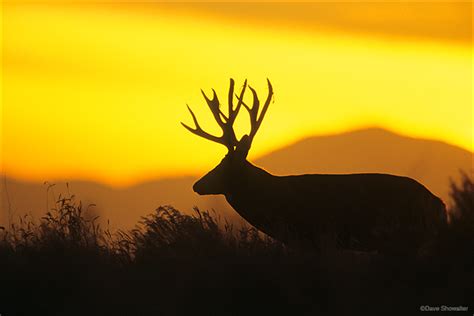 Mule Deer Silhouette At Sunset Rocky Mountain Arsenal National