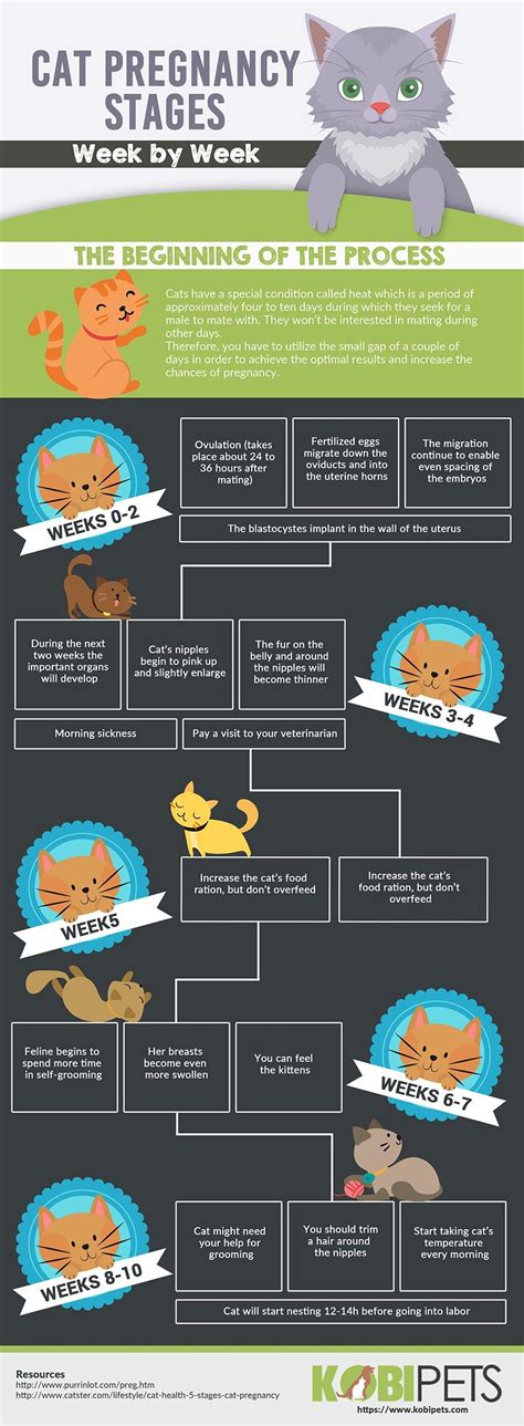 Cat Pregnancy Timeline Infographic Pregnant Cat Cat Infographic