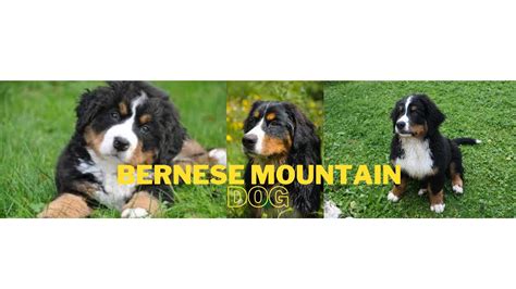 Bernese Mountain Dog Compilation Youtube