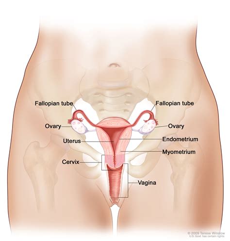 Ovarian Fallopian Tube And Primary Peritoneal Cancer—patient Version