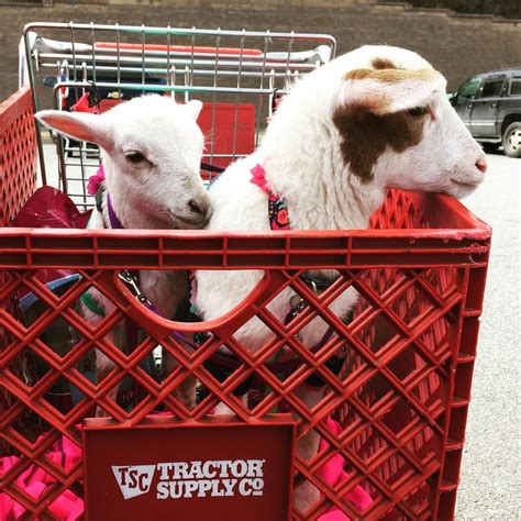 Tractor Supply Welcomes All Leashed Friendly Animals Of All Kinds