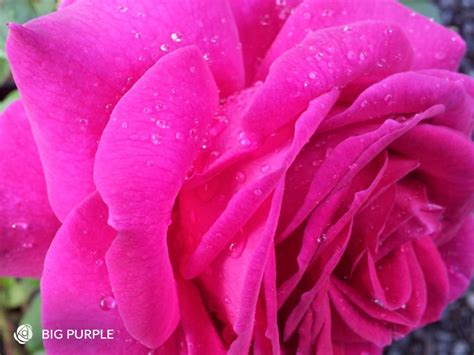 Big Purple Hybrid Tea Rose Highly Fragrant Bare Rooted