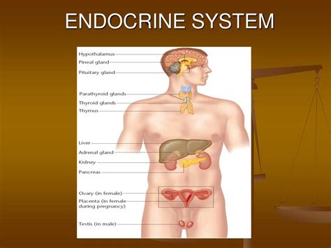 Ppt Endocrine System Powerpoint Presentation Free Download Id1402839