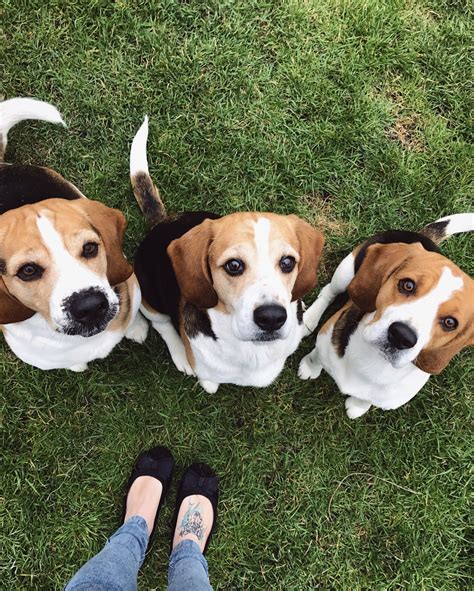 Beagle ️ Beagle Buddies Cute Beagles Beagle