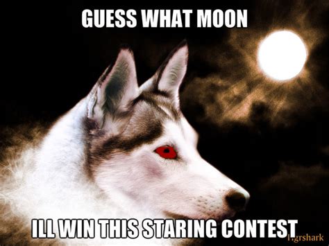 Staring Contest Canine Furries Fan Art Fanpop