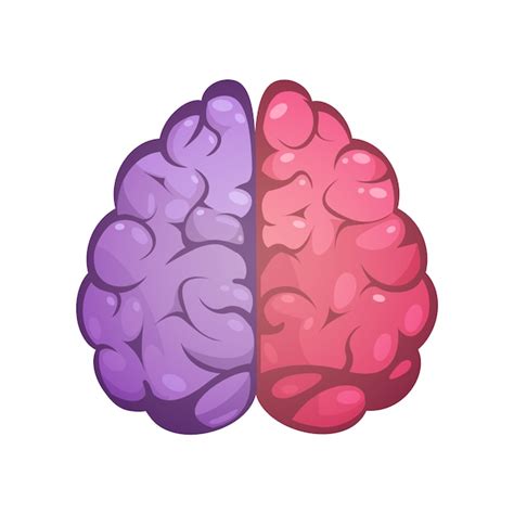 Free Vector Human Brain Two Different Colored Symbolic Left And Right