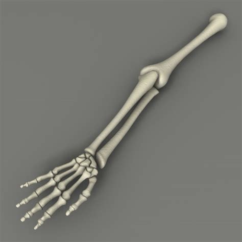 Free Anatomy Skeletal Arm Blender Models For Download Turbosquid