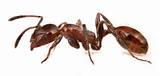 Photos of Ant Control New Zealand
