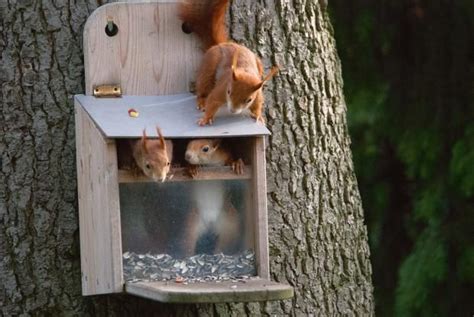 Eichhörnchen halten keinen winterschlaf und sollten vor allem im winter mit futter und wasser versorgt werden. Eichhörnchen Futterkasten: Bauplan & Anleitung ...