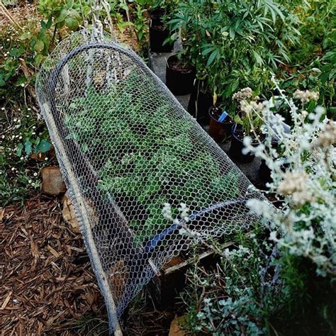 Great Use Of Chicken Wire For The Garden Whats Your Go To Method For