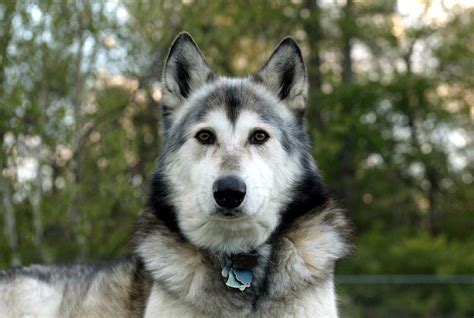 Attack Of The Hybrid Wolf Dogs Wshu