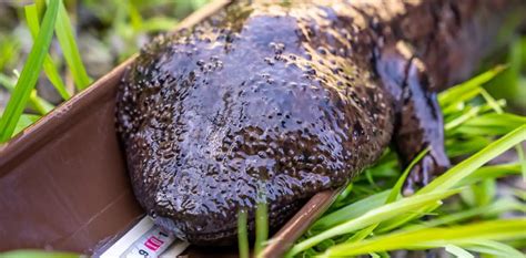 Saving The Japanese Giant Salamander With Sustainable Daisen
