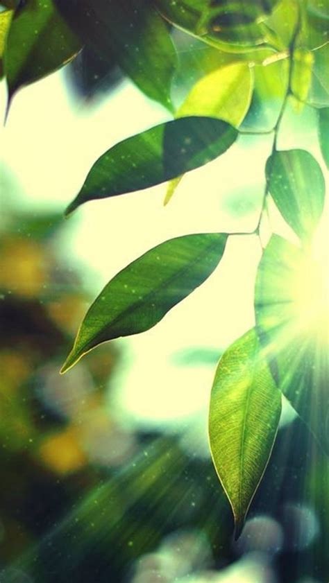 Sunshine Bokeh Leafy Iphone Wallpapers Free Download