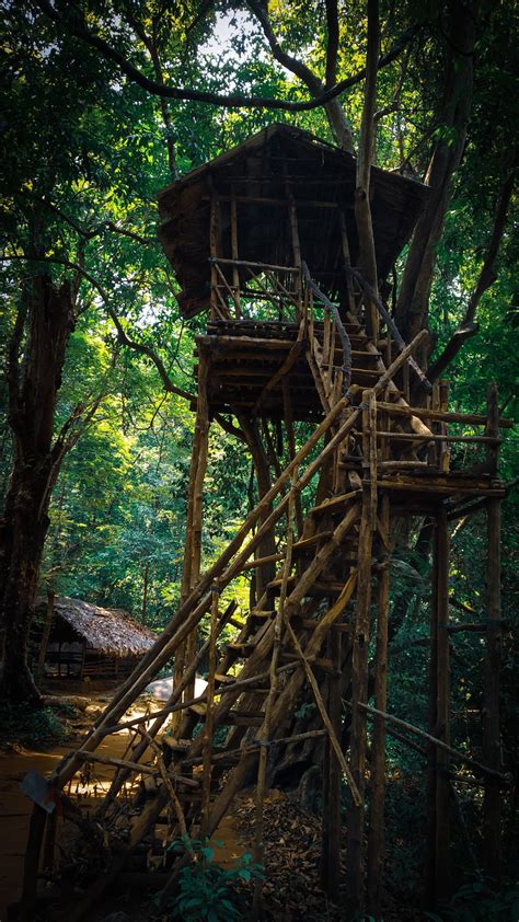 750 Tree House Pictures Download Free Images On Unsplash