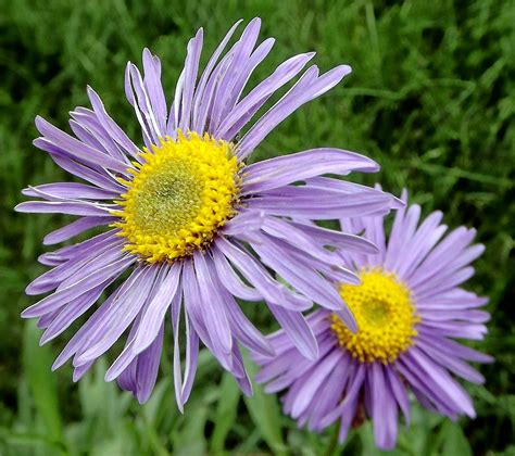 Purple Flower Yellow Center Flickr Photo Sharing