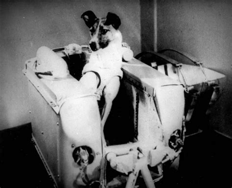 Laika The Soviet Space Dog Sent On A One Way Trip Into Orbit 1957