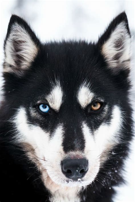 Black Husky Dog Portrait Photography Dog Photography Husky Husky