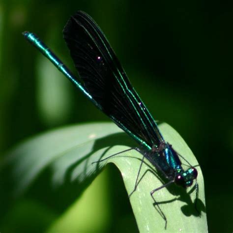 Neon Dragonfly Free Photo Download Freeimages