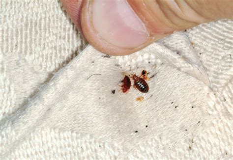 Carpet Beetle Vs Bed Bug Know The Difference