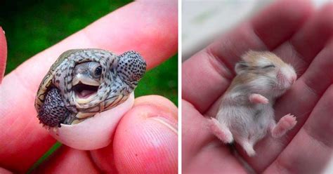 15 Of The Cutest Baby Animals