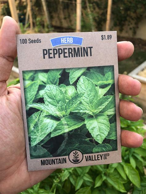 Peppermint Seed بذور النعناع عضوي Local Roots