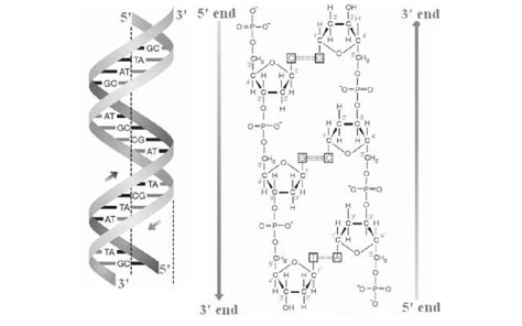 Double Helix Structure Of Dna Download Scientific Diagram