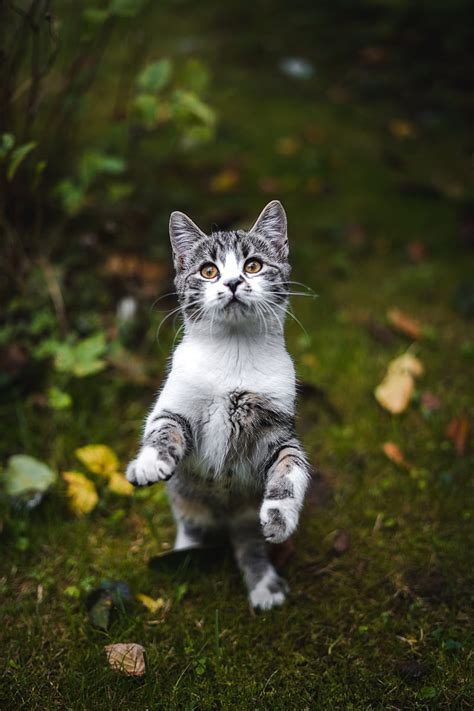 Kitten Cat Gray Pet Animal Hd Phone Wallpaper Peakpx
