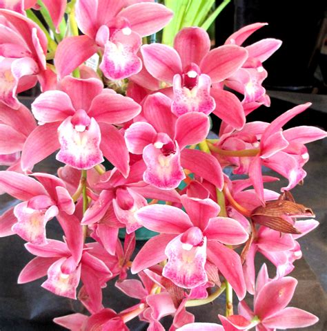 Pink Cymbidium Southern Suburbs Orchid Society Inc