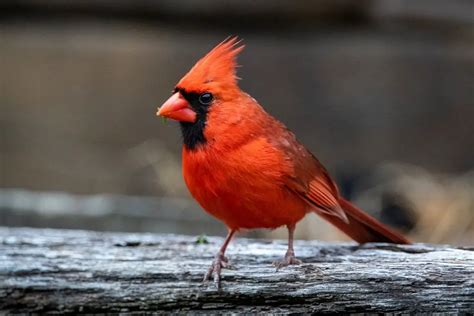 50 Cardinal Bird Facts Every Birdwatcher Should Know Learn Bird Watching