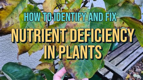 How To Identify And Fix Nutrient Deficiency In Plants