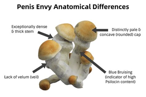 Penis Envy Mushrooms A Potent Shrooms Complex History Doubleblind Mag