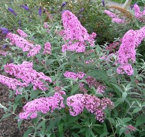 Buddleja Davidii Pink Delight Online Tuincentrum