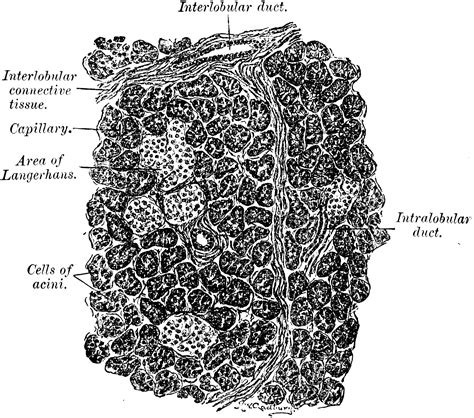 Section of Pancreas | ClipArt ETC