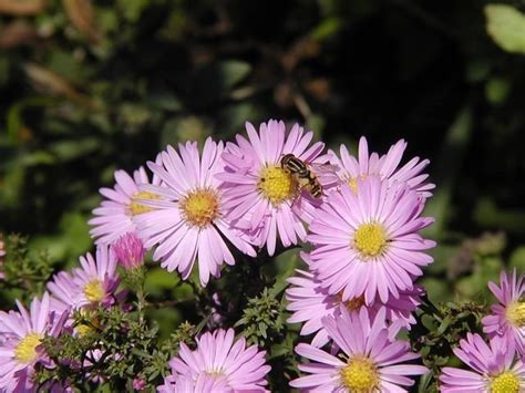Longleaf Aster (Symphyotrichum novi-belgii) | Idaho Fish ...